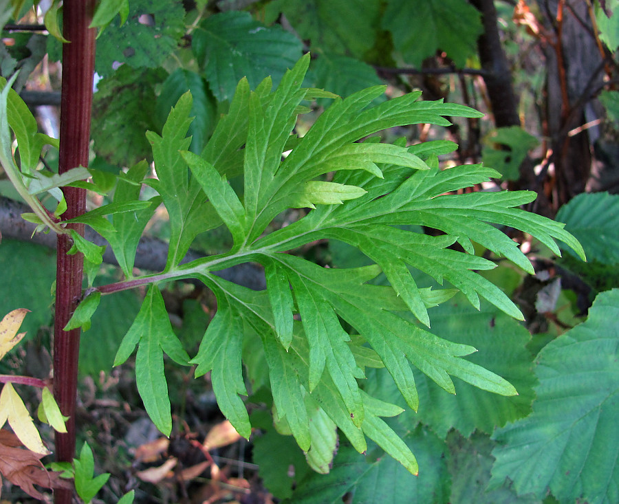 Image of Artemisia vulgaris specimen.