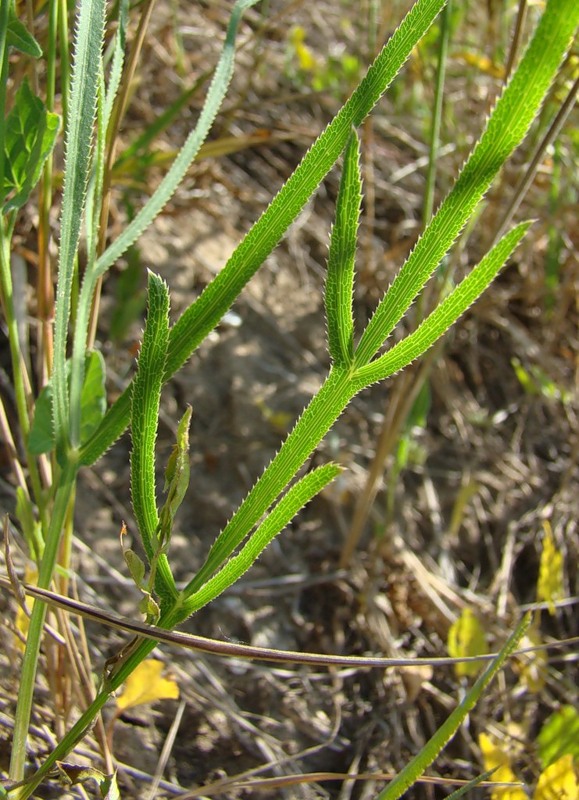 Изображение особи Falcaria vulgaris.