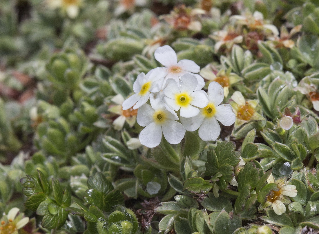 Image of Androsace lehmanniana specimen.