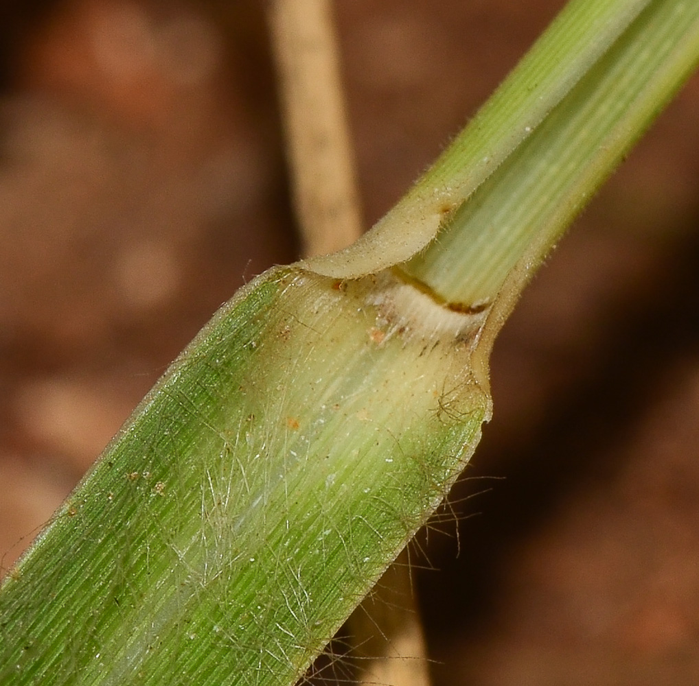 Image of Eragrostis bipinnata specimen.