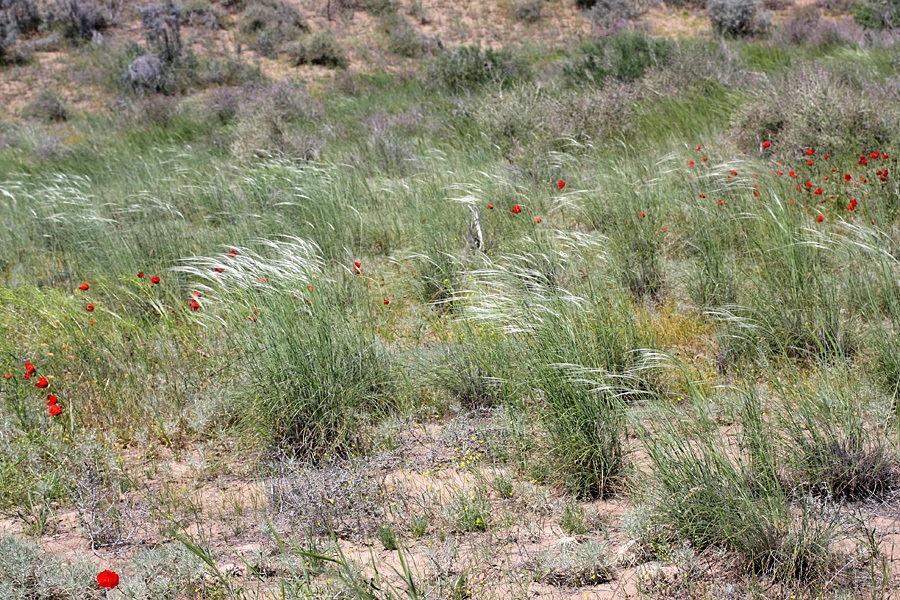 Изображение особи род Stipa.