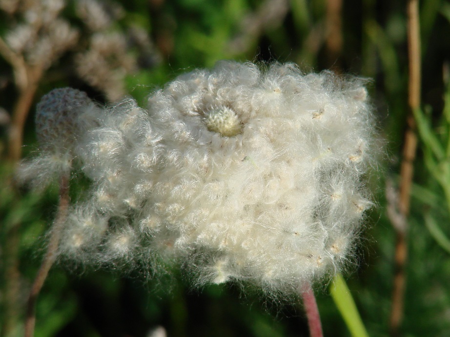 Image of Anemone sylvestris specimen.