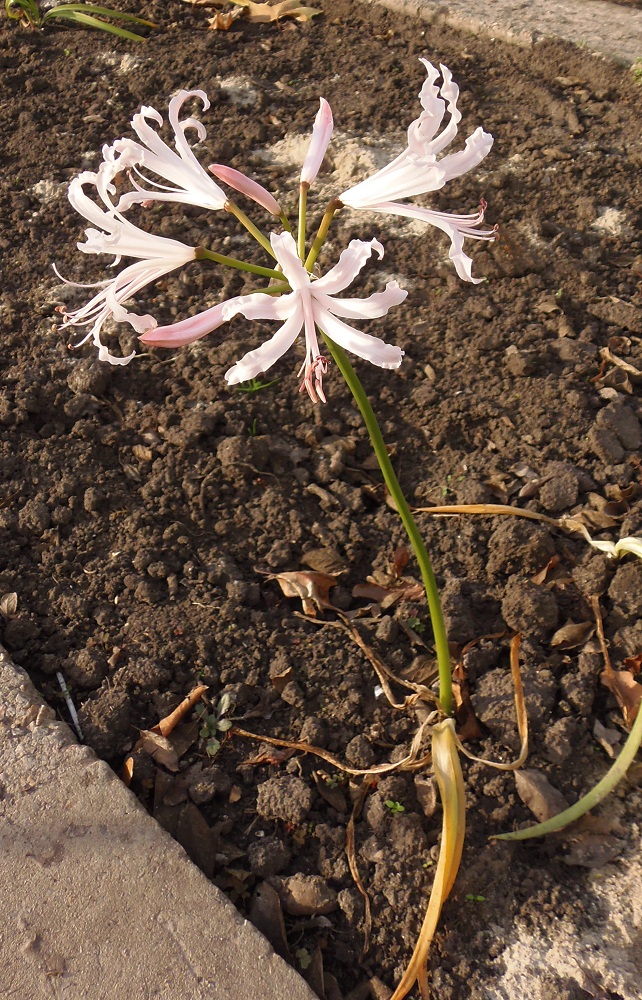 Image of Nerine bowdenii specimen.