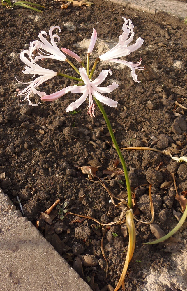 Изображение особи Nerine bowdenii.