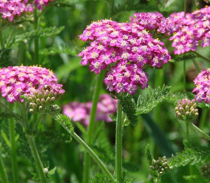 Изображение особи Achillea asiatica.