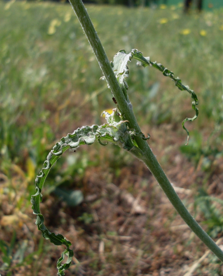 Изображение особи Tragopogon dasyrhynchus.