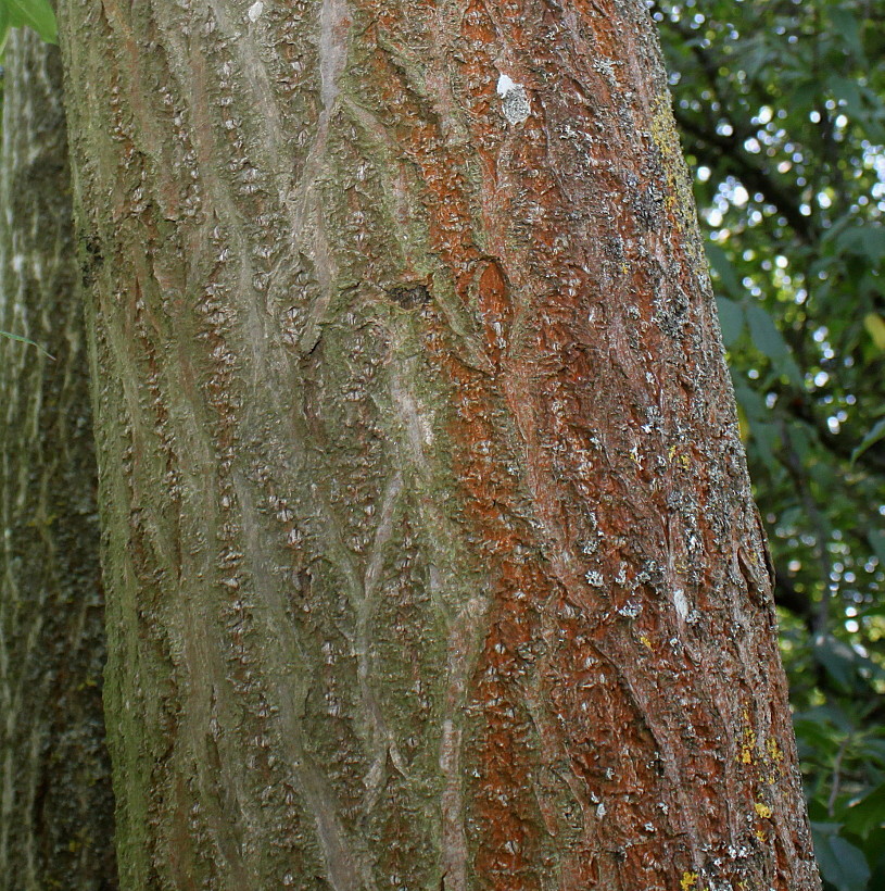 Image of Paulownia fargesii specimen.