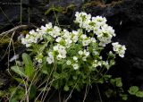 Draba borealis