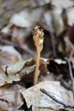 Hypopitys monotropa. Плодоносящее растение. Крым, Бахчисарайский р-н, пос. Куйбышево, склон горы Утюг, буковый лес. 27.06.2013.