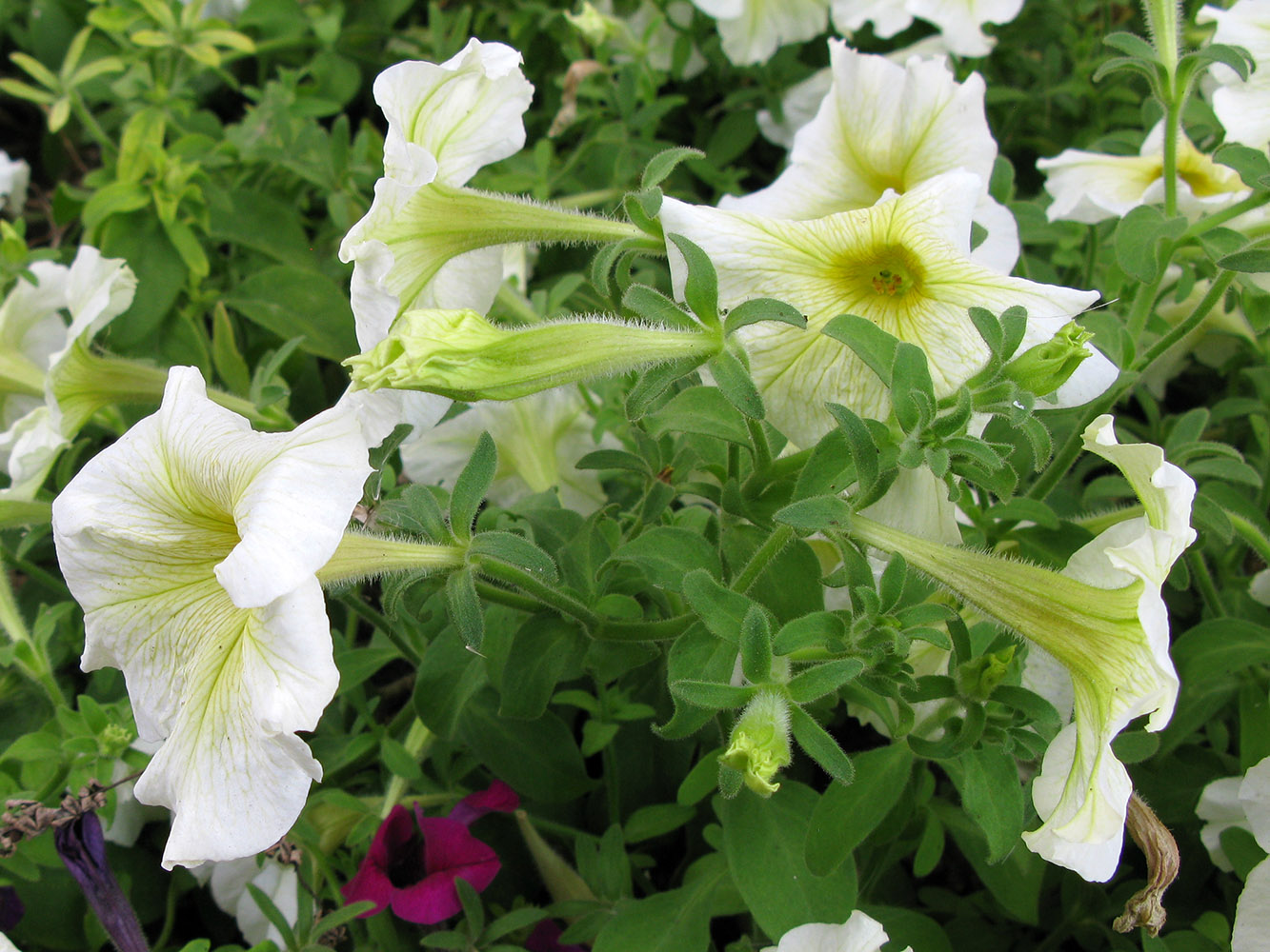 Изображение особи Petunia &times; atkinsiana.