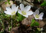 Oxalis acetosella. Цветки. Тверская обл., Кимрский р-н, лес вокруг дер. Ларцево. 09.05.2011.