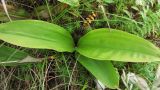 Smilacina trifolia