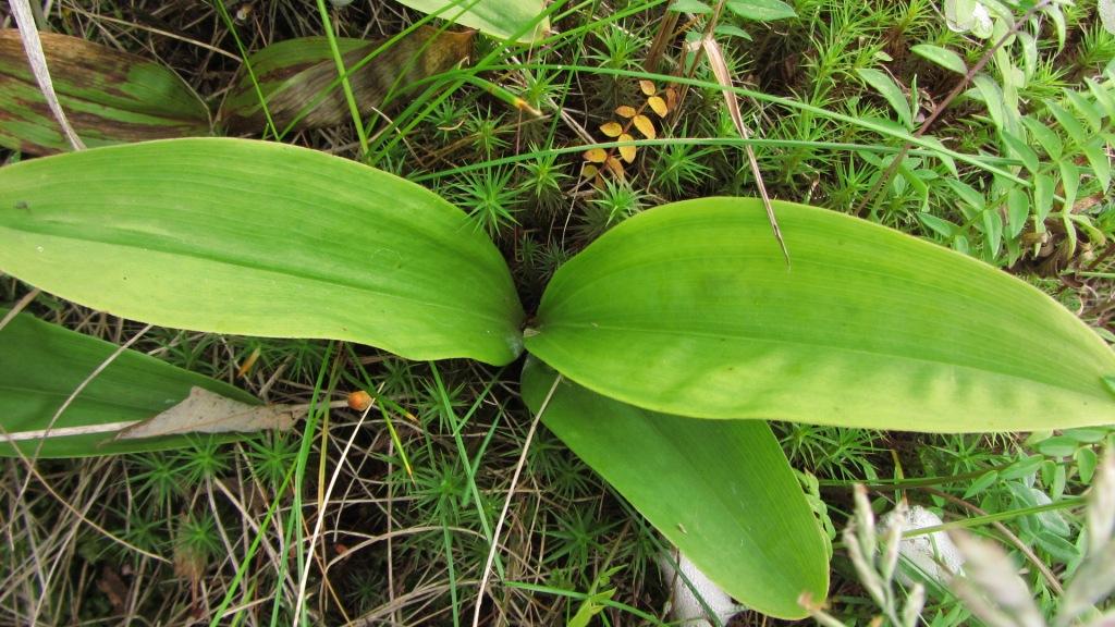 Image of Smilacina trifolia specimen.
