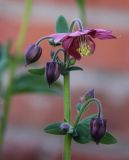 Aquilegia vulgaris