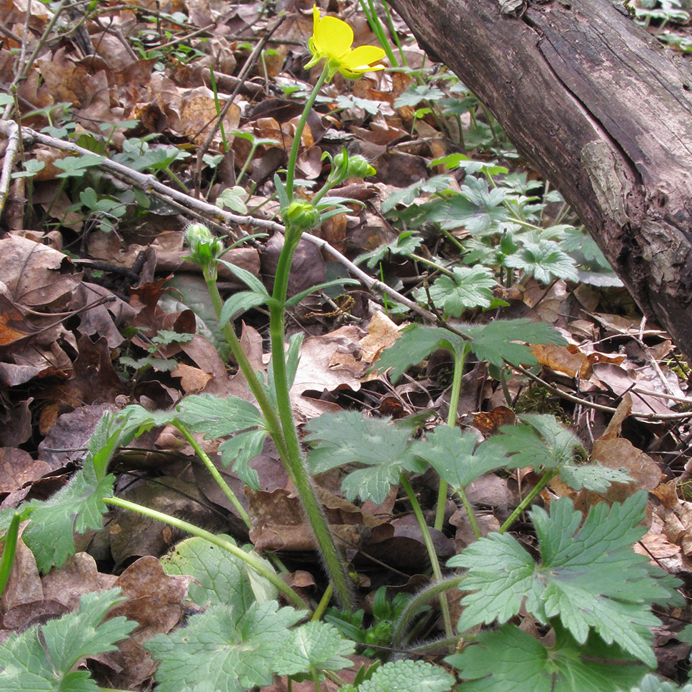 Image of genus Ranunculus specimen.