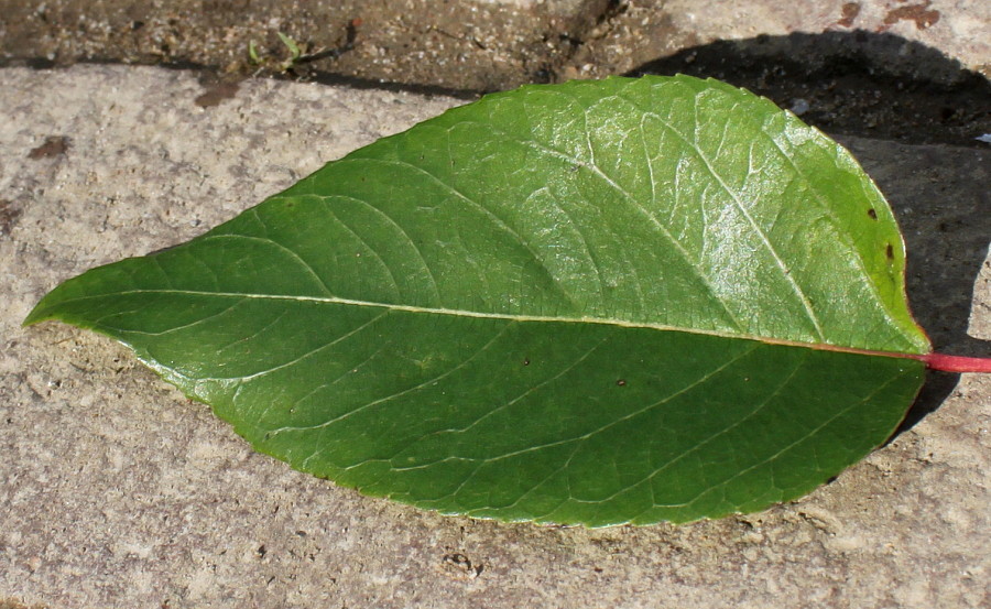 Изображение особи Aristotelia chilensis.