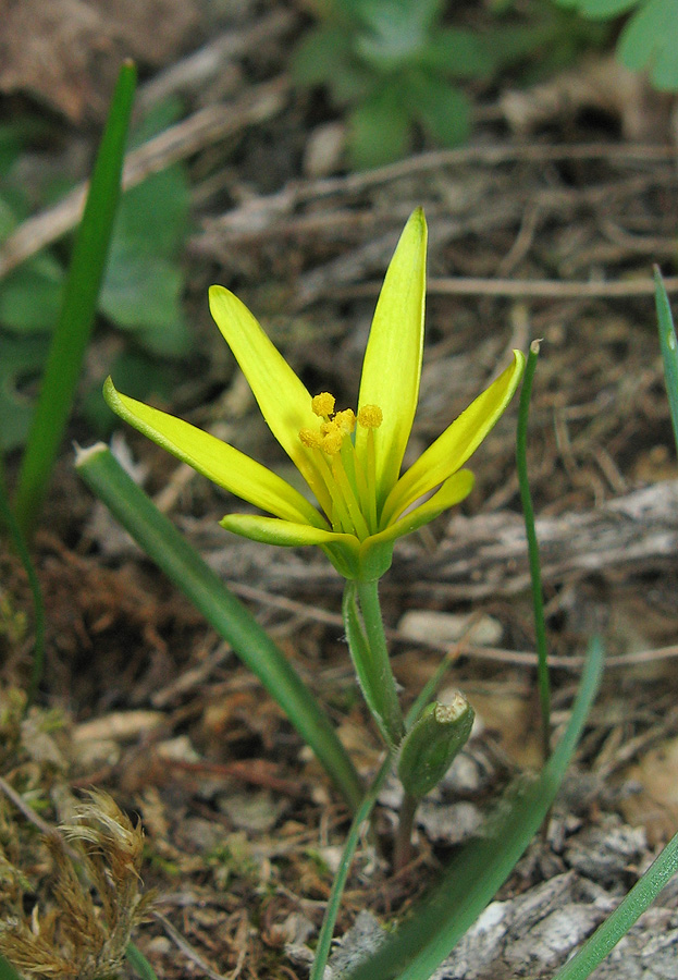 Image of Gagea artemczukii specimen.