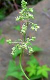 Humulopsis scandens