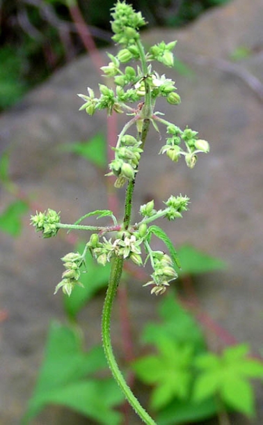 Изображение особи Humulopsis scandens.