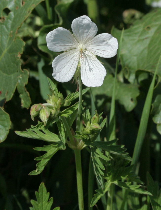 Изображение особи Geranium affine.