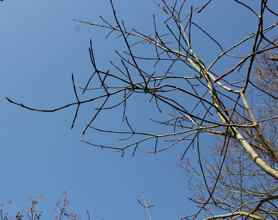 Image of Euonymus sanguineus specimen.