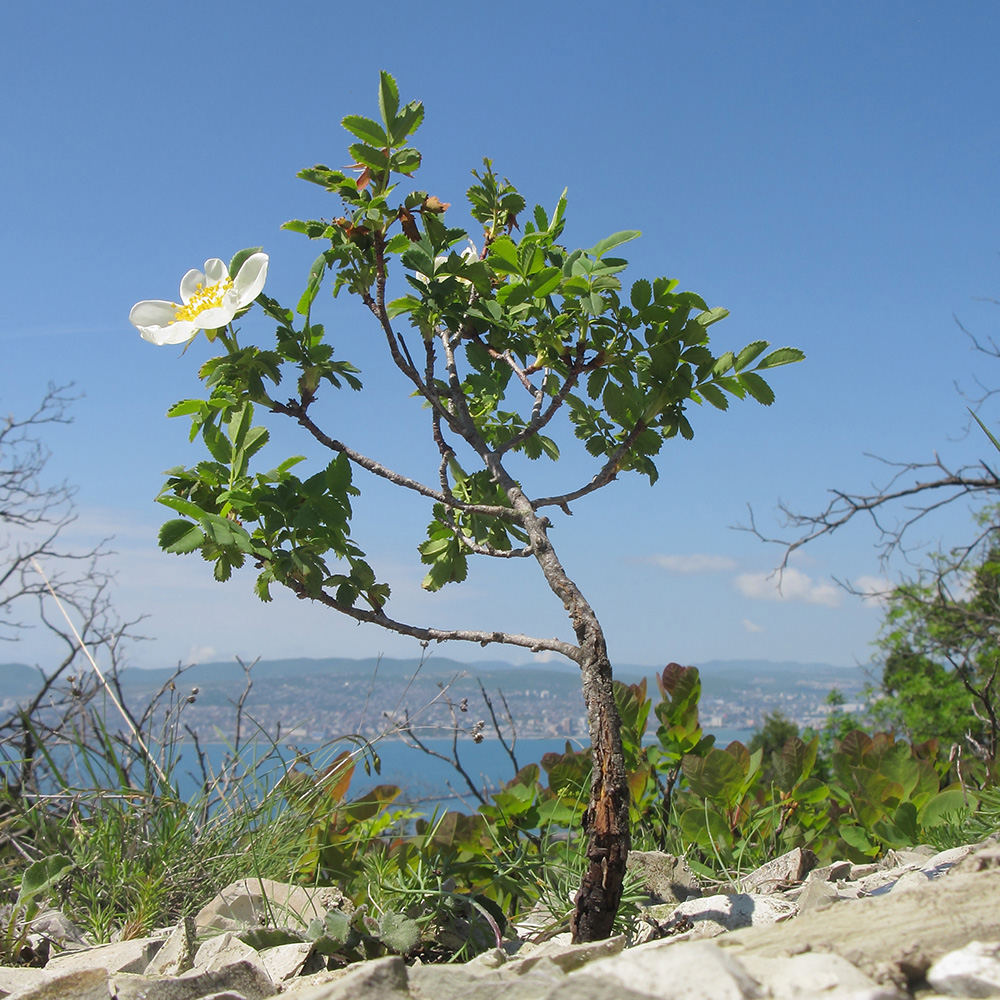 Image of Rosa spinosissima specimen.