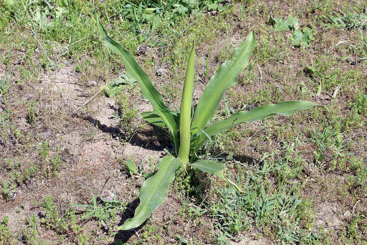 Image of Eminium lehmannii specimen.