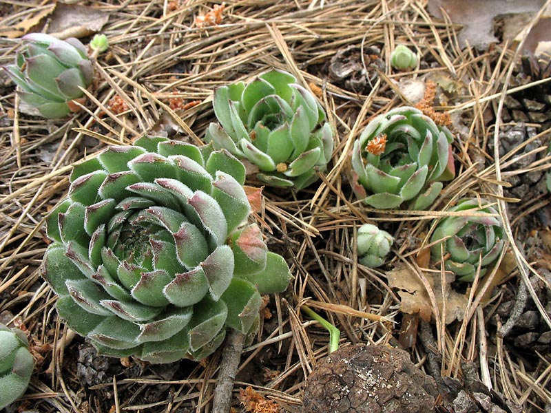 Image of Sempervivum ruthenicum specimen.