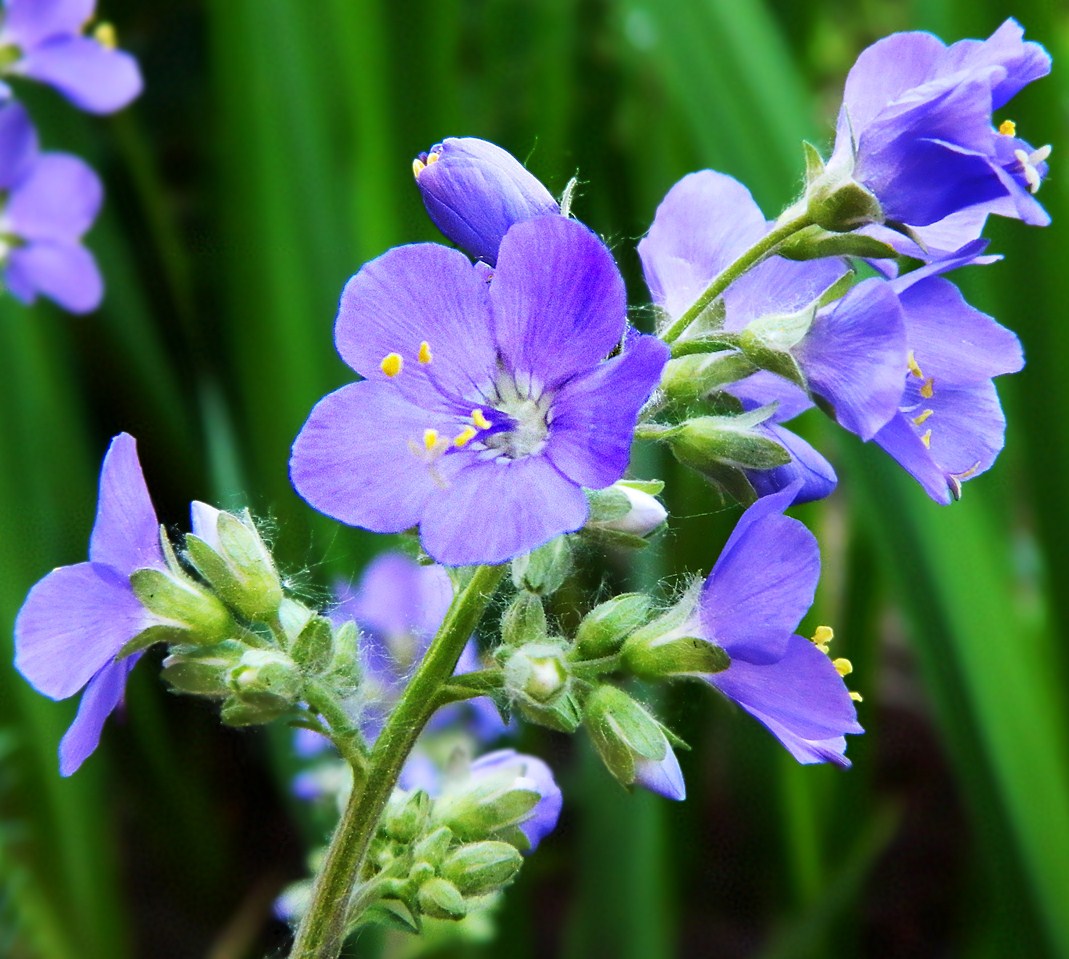 Image of Polemonium caeruleum specimen.