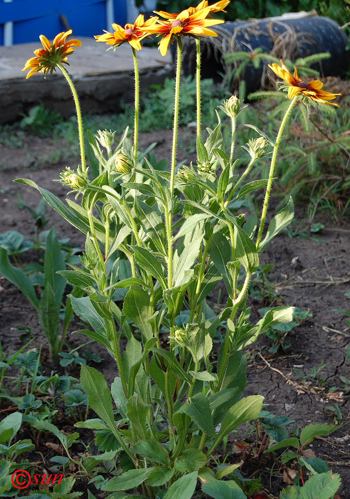 Изображение особи Rudbeckia hirta.