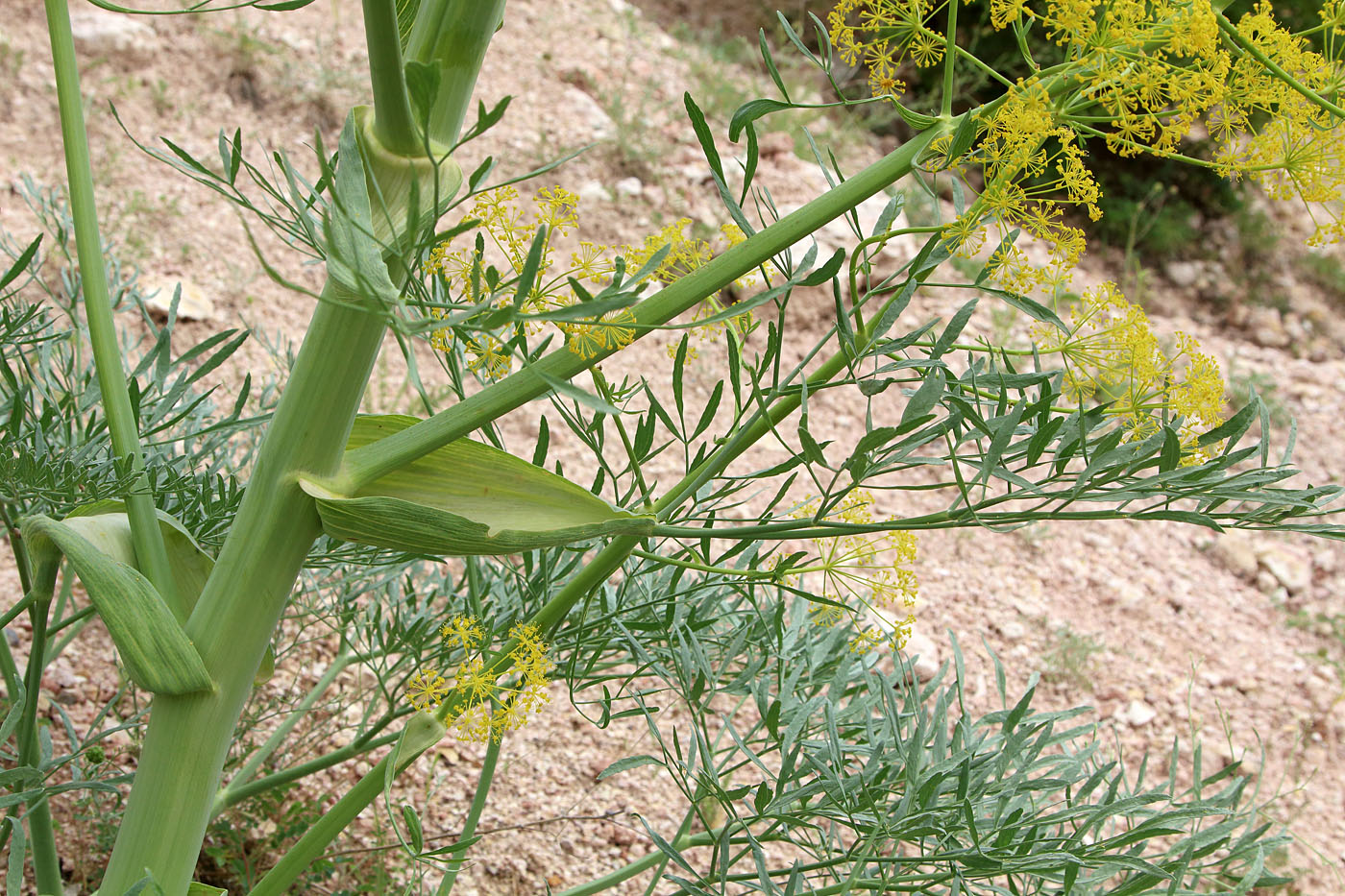 Изображение особи Ferula penninervis.