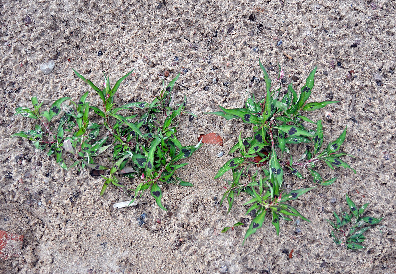 Image of Persicaria maculosa specimen.