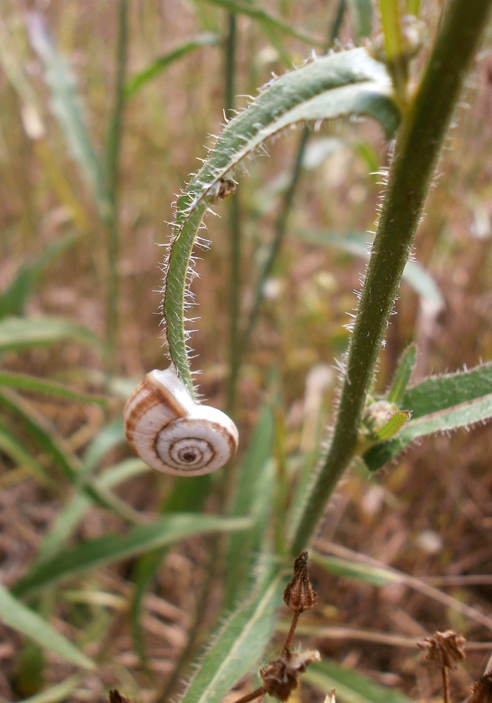 Image of Picris hieracioides specimen.