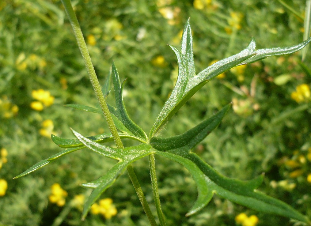 Image of Aconitum barbatum specimen.
