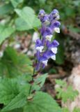 Scutellaria altissima