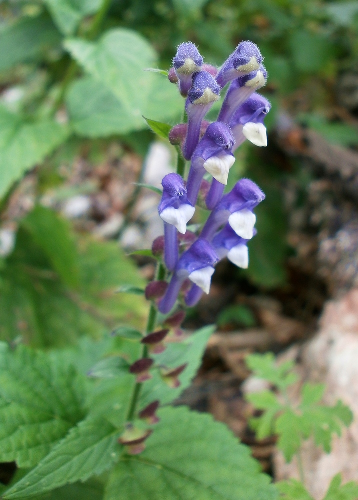 Image of Scutellaria altissima specimen.