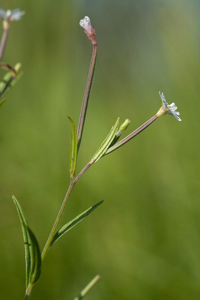 Изображение особи Epilobium palustre.