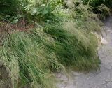 Arrhenatherum elatius. Цветущие растения. Германия, г. Дюссельдорф, Ботанический сад университета. 03.07.2014.