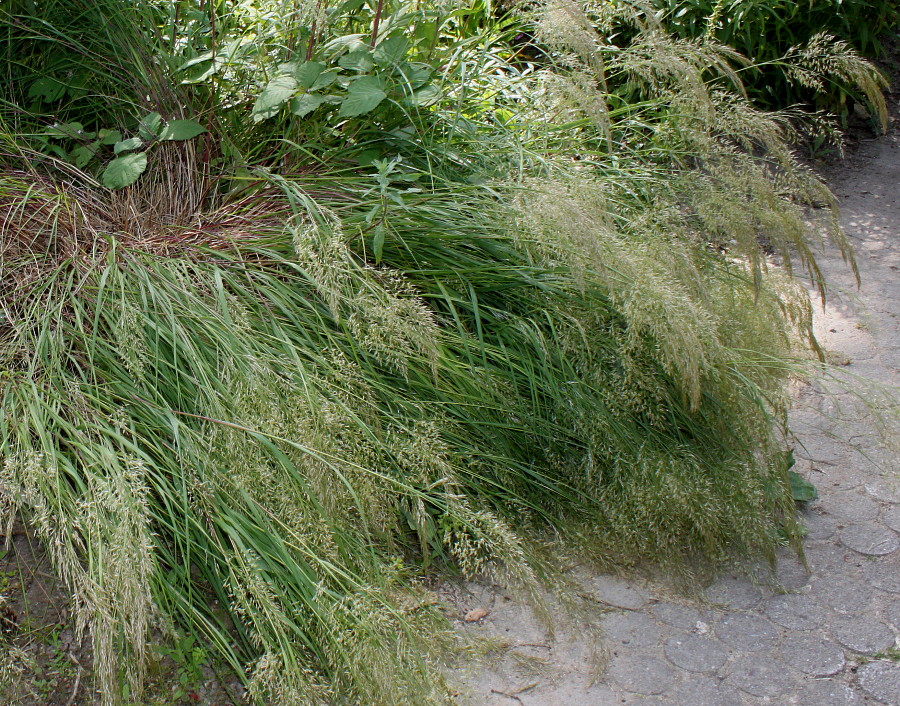 Image of Arrhenatherum elatius specimen.