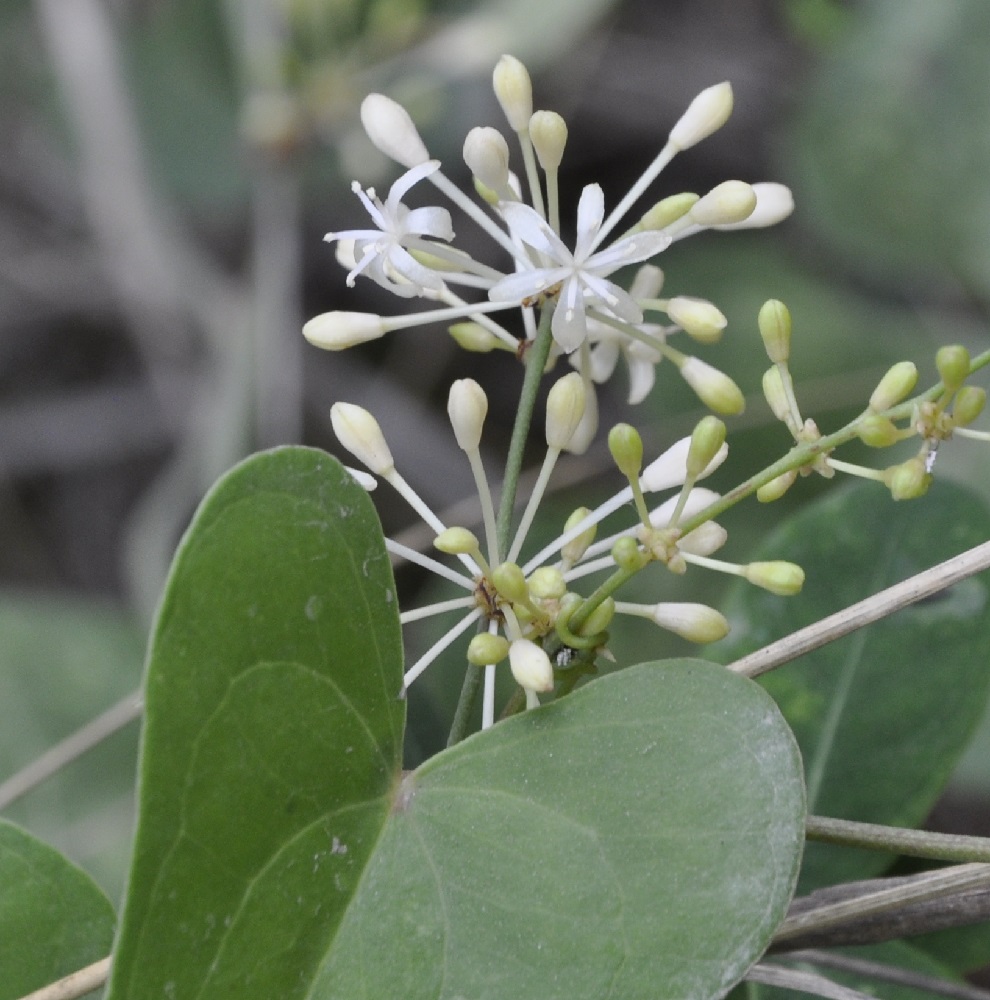 Image of Smilax aspera specimen.