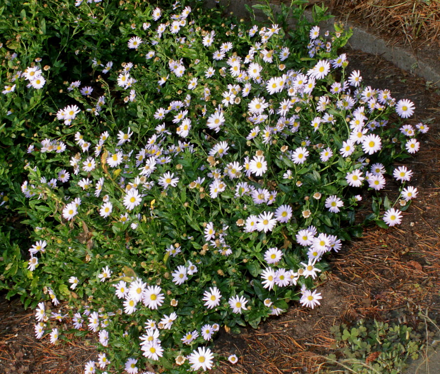 Image of genus Aster specimen.