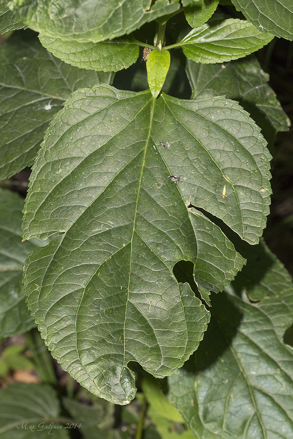 Изображение особи Scrophularia nodosa.