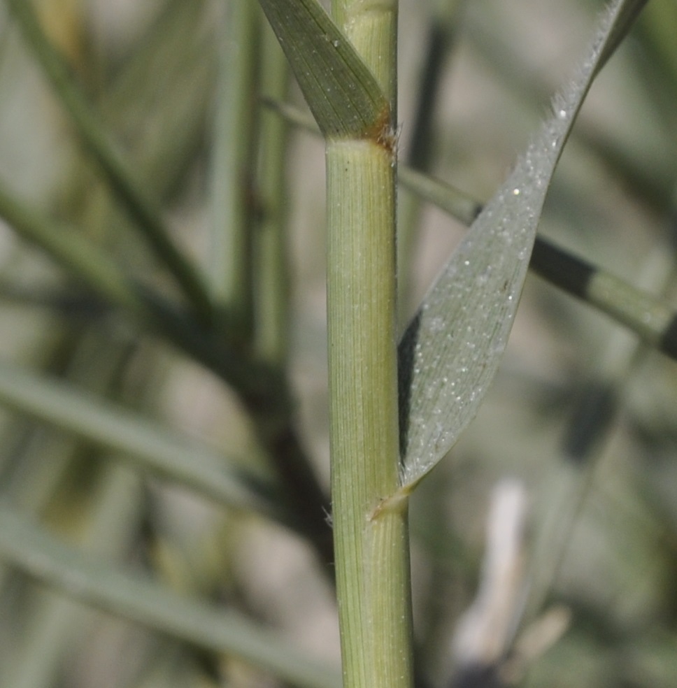 Image of Sporobolus pungens specimen.