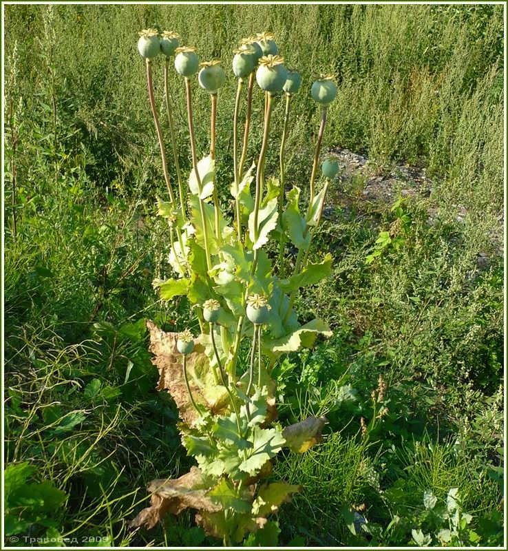 Изображение особи Papaver somniferum.