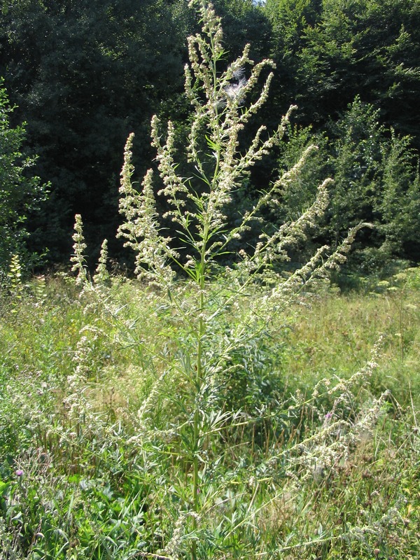 Изображение особи Artemisia vulgaris.