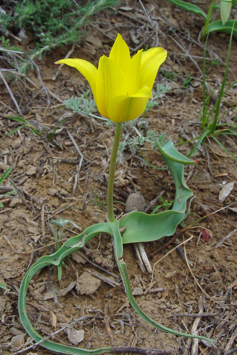 Image of Tulipa kolpakowskiana specimen.