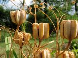 Fritillaria ruthenica