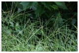 genus Digitaria