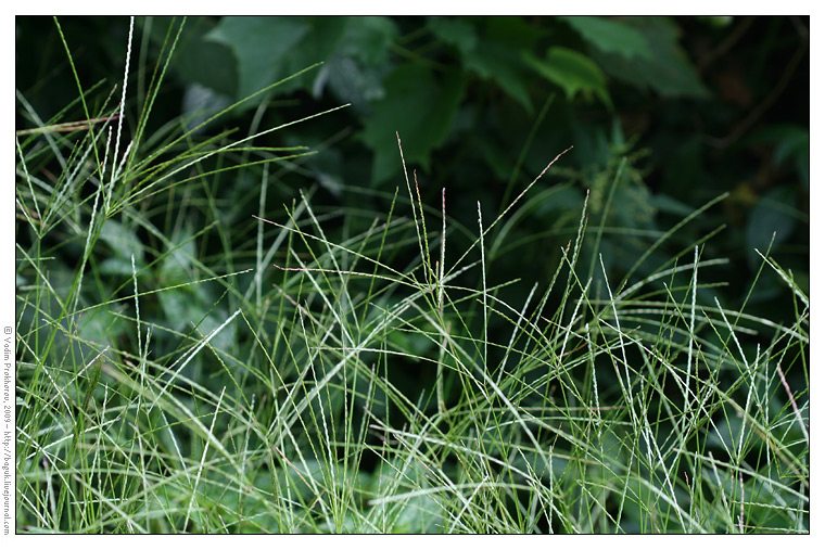 Image of genus Digitaria specimen.
