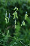 Vicia cracca. Часть побега с соплодиями. Белгородская обл., пос. Борисовка, дендрарий заповедника. 28.06.2009.